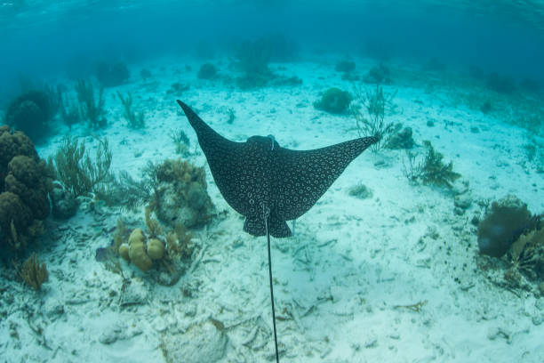 istock Spotted Eagle Ray Cruising in Caribbean Sea 1156534087