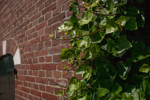 Hedera plants at an old brick wall at a farm