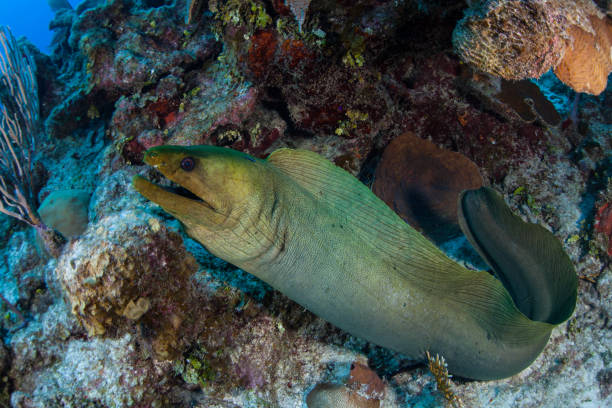 Green Moray Eel in Caribbean Sea