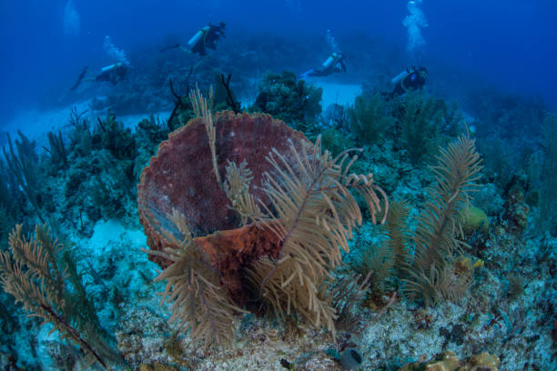 istock Scuba Divers and Diverse Caribbean Coral Reef 1156535001