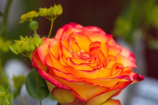 Beautiful yellow and red rose in the garden