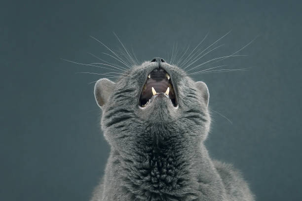 istock Studio portrait of a beautiful grey cat with a wide open mouth 1156535159
