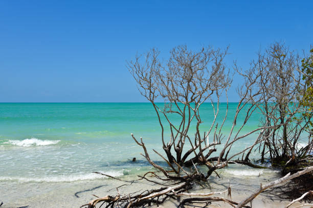 Beautiful Weathered Driftwood Beautiful Weathered Driftwood on the beach of Beer Can Island Longboat Key Florida longboat key stock pictures, royalty-free photos & images