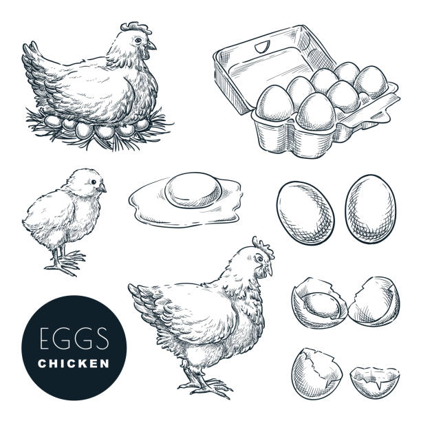 ilustrações de stock, clip art, desenhos animados e ícones de chicken farm fresh eggs. vector set of sketch design elements. hand drawn hen, poultry and little chicken - frango ilustrações