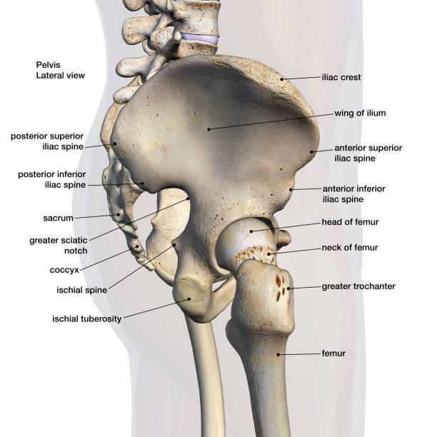 mâle hip bones labeled side view on white - grand trochanter photos et images de collection