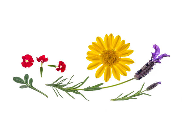 istock garden summer flowers isolated on white background with copy space above 1156536623