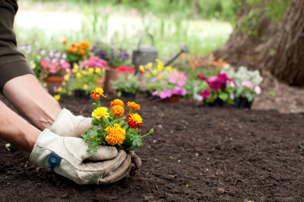 Man Gardening Background Man gardening holding Marigold flowers in his hands with copy space planting stock pictures, royalty-free photos & images