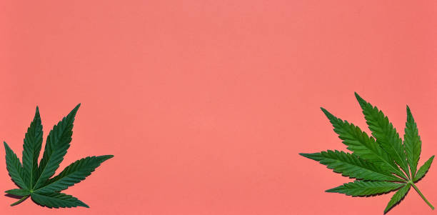 istock Hemp or cannabis leaves bright background. Top view, flat lay. Template or mock up. 1156537946