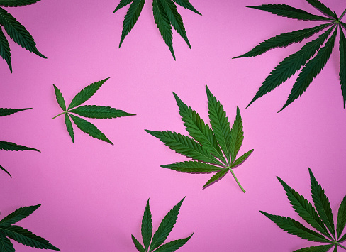 Hemp or cannabis leaves pattern with shades. Close up of fresh Cannabis leaves on pink background. Top view, flat lay.