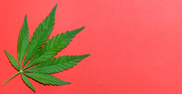 istock Hemp or cannabis leaves bright background. Top view, flat lay. Template or mock up. 1156538050
