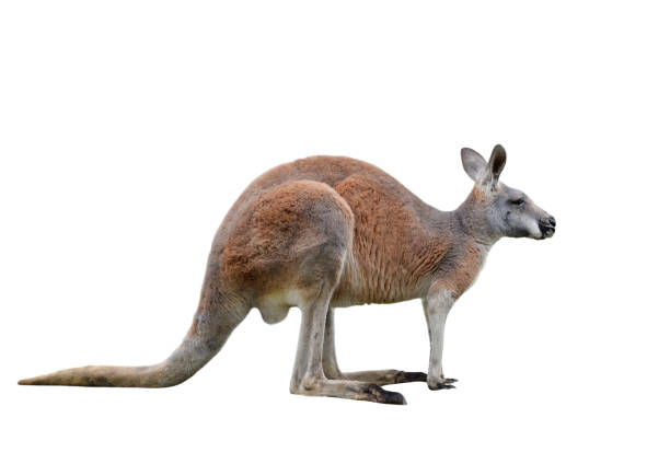 istock Male kangaroo isolated on white background. Big kangaroo full lengths, side view. The kangaroo preparing to jump 1156538582