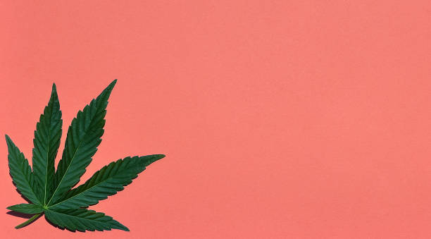 istock Hemp or cannabis leaves bright background. Top view, flat lay. Template or mock up. 1156538663