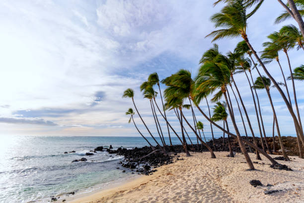 istock Rocky Mahaiula beach with palm trees Big Island Hawaii 1156539161