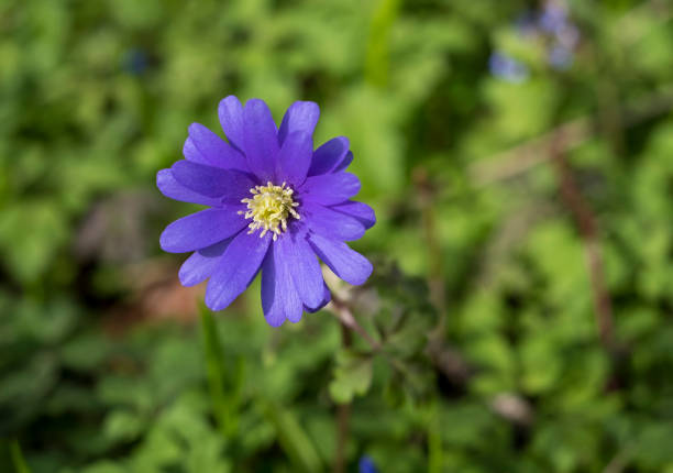 Blue Anemone