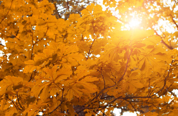 istock Yellow autumn leaves on the trees. 1156540396