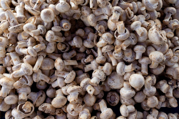 Close up shot of mushrooms on the market booth.