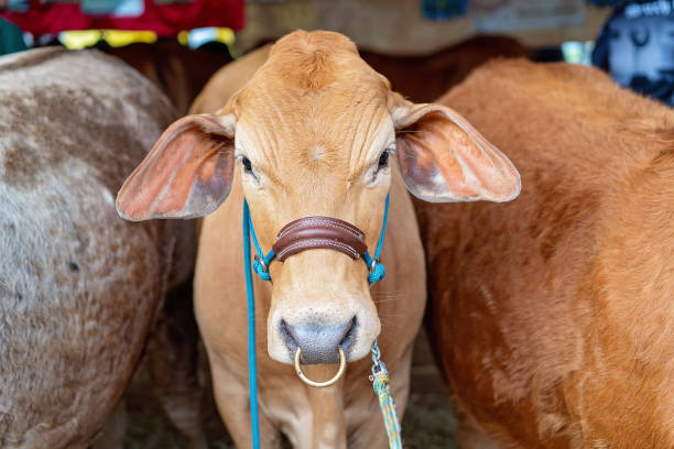 istock Close Up Of A Cow's Face 1156544550