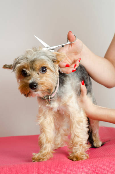 istock Vertical image Yorkie terrier being groomed 1156546254