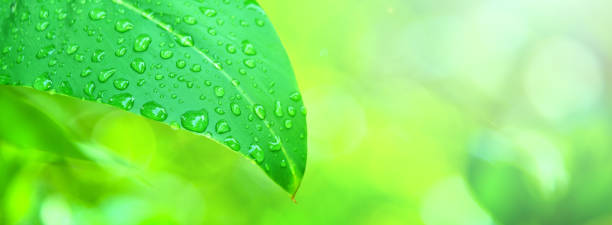 foglia verde con goccia d'acqua su sfondo blurred verde. - leaf defocused dew focus on foreground foto e immagini stock