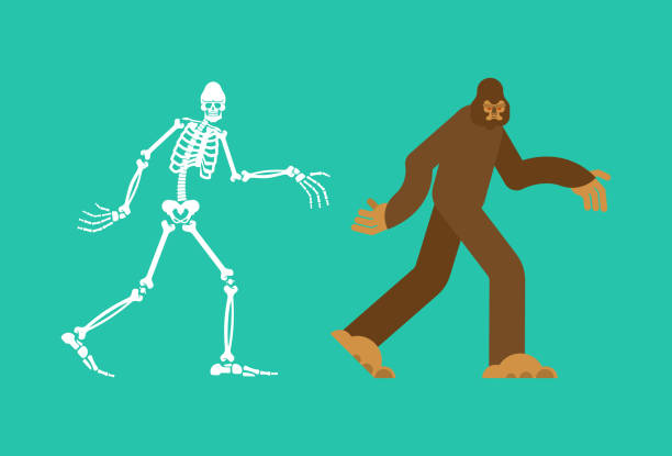 istock Bigfoot skeleton islated. sasquatch skull and bones. Abominable snowman. sasquatch Remains 1156549389