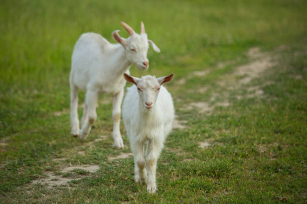 istock White goats graze on a country road on a summer day. 1156550097