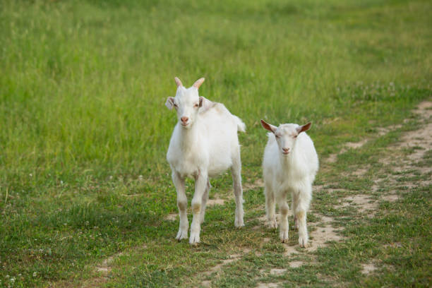 istock White goats graze on a country road on a summer day. 1156550156