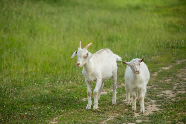 istock White goats graze on a country road on a summer day. 1156550160