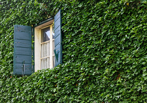 Classic window with shutters opens on an ivy covered exterior wall of a historic building