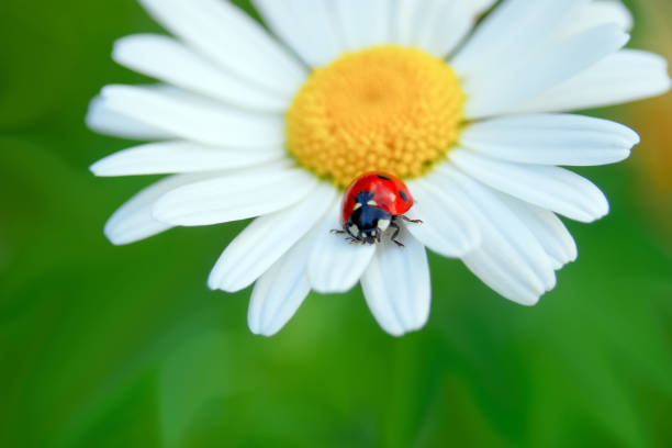 istock Ladybug on a camomile flower 1156551058