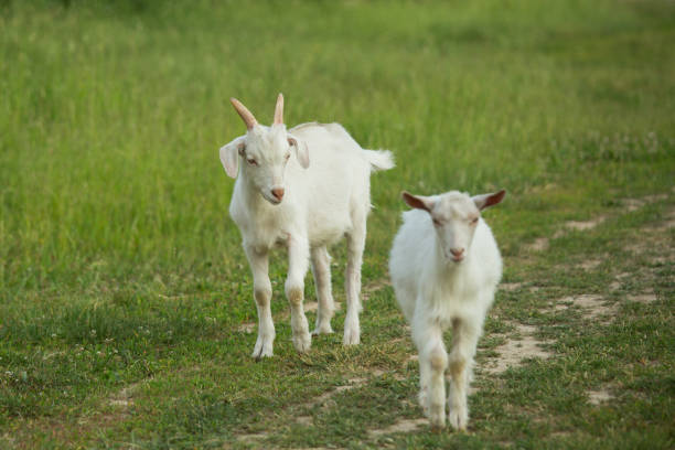 istock White goats graze on a country road on a summer day. 1156551517