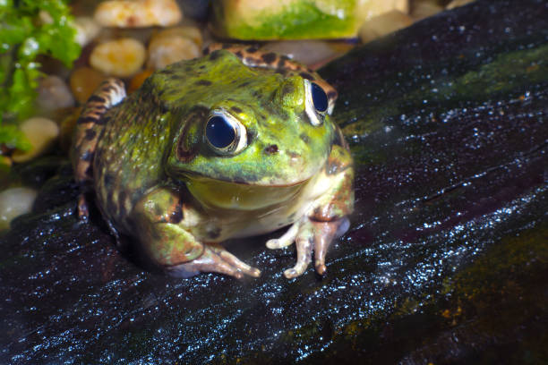 istock frog green species wildlife water stone environmental conservation 1156552396
