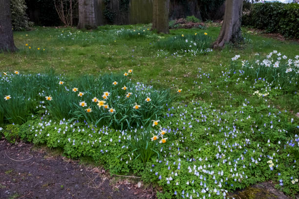 istock Bank of daffodils in parkland 1156552676
