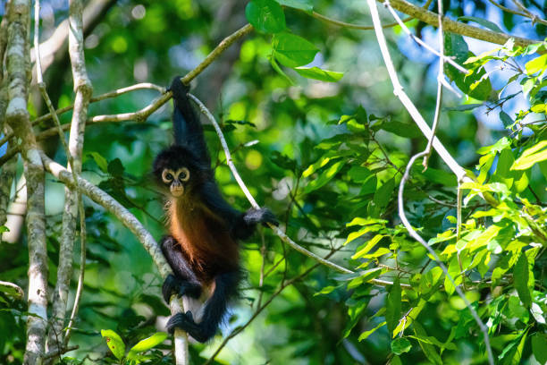 geoffroy's spider monkey - corcovado imagens e fotografias de stock