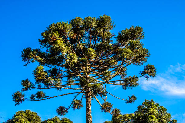 Ararucaria tree in Curitiba city, on Parana state