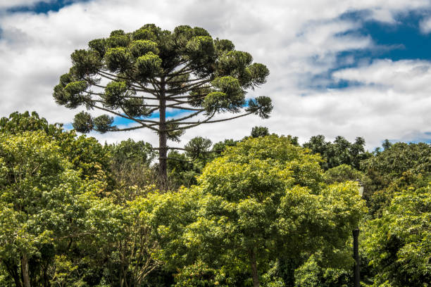 ararucaria en la ciudad de curitiba, en el estado de paraná - coniferous tree fotografías e imágenes de stock