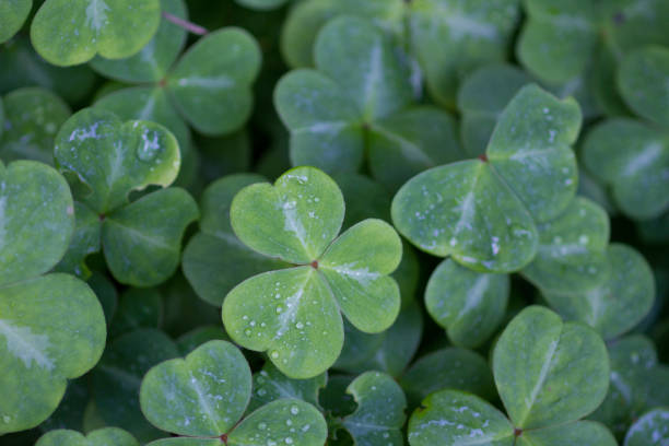 istock Shamrock clover after the rain 1156561623