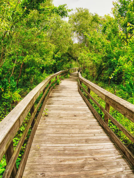 istock Footpath in the garden 1156567510