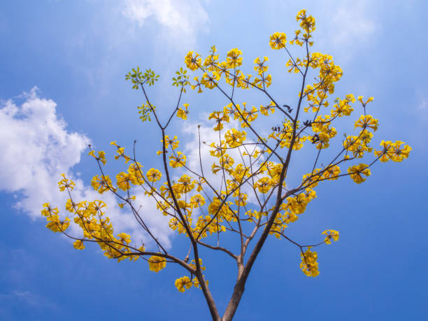 fiore giallo di handroanthus chrysanthus con cielo blu - sky blue woods park foto e immagini stock