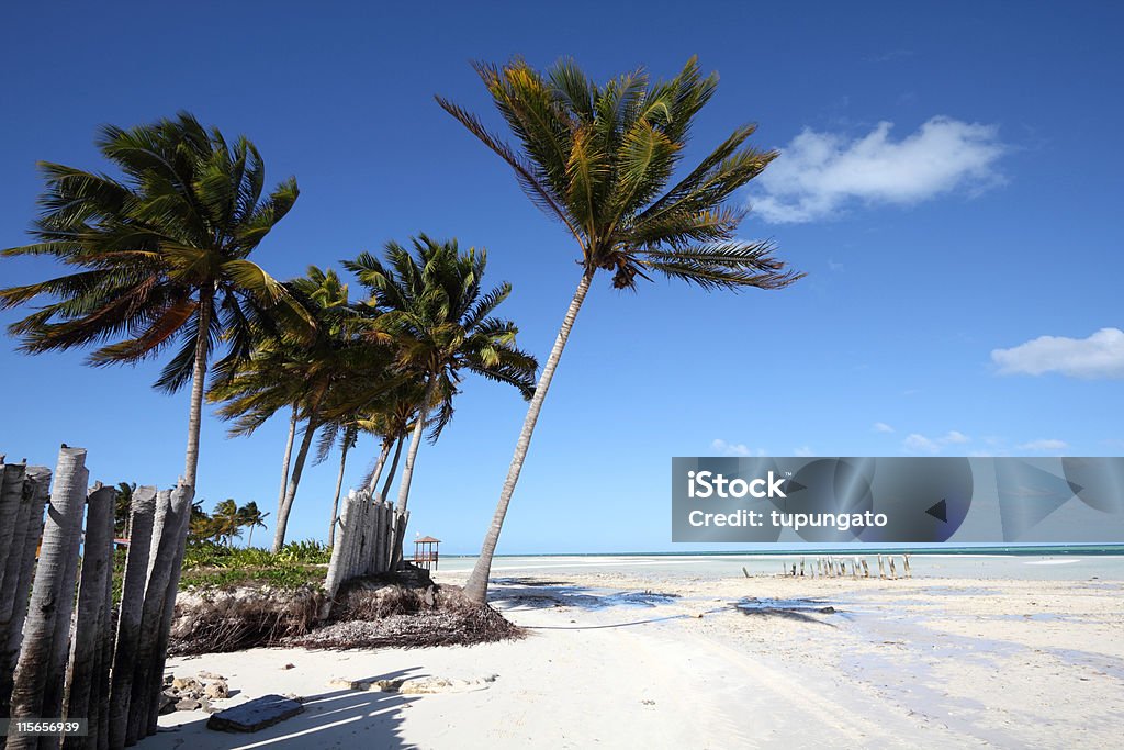 Cuba Cuba - Caribbean beach Cayo Guillermo. Sandy coast nad coconut palm trees. Jardines del Rey region. Beach Stock Photo