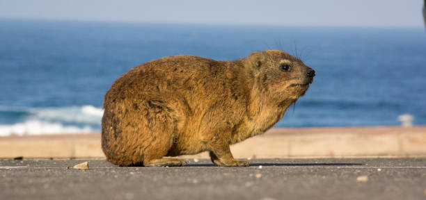 istock Wild Animals in South Africa 1156570541