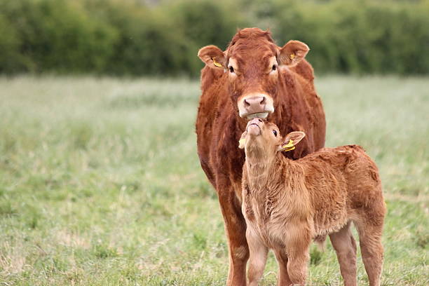 Baby calf nuzzles cow stock photo