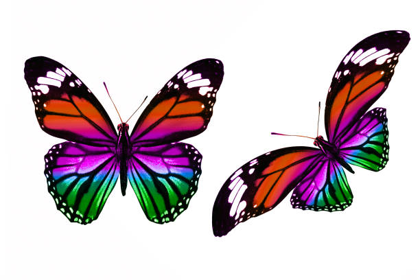 set of colored butterflies isolated on white background
