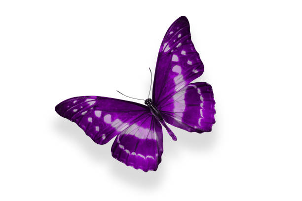 istock tropical Violet butterfly. isolated on white 1156572877