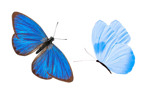 istock tropical blue butterfly. isolated on white background 1156572944