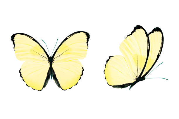 żółty motyl wyizolowany na białym tle. owadów tropikalnych. - butterfly flying tropical climate close to zdjęcia i obrazy z banku zdjęć