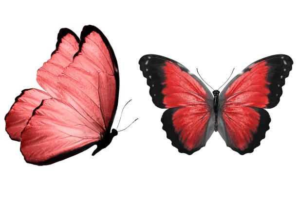 istock beautiful two red butterflies isolated on white background 1156573601