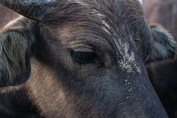 istock Close up of buffalo eyes 1156574213