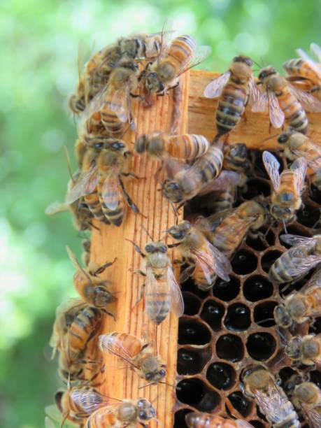istock bees making honey, honeycomb, feeding larva 1156575171