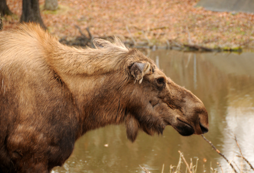 Moose (Alces alces) head closeup view