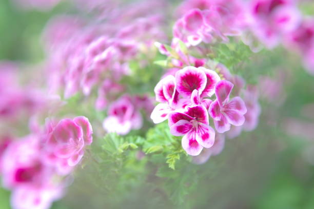 istock Beautiful geranium in the greenhouse 1156575790